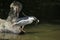 Indian pond heron (Ardeola grayii)