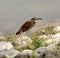 Indian pond heron (Ardeola grayii) waiting for prey near a water body : (pix Sanjiv Shukla)