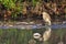 Indian Pond Heron, Ardeola grayii, Wetlands, Royal Bardia National Park