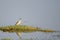 Indian Pond Heron captured near a lake along with its own reflection