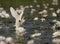 Indian Pond heron Fishing in Pond