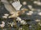 Indian Pond heron Fishing in Pond