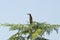 An Indian pond heron/paddy bird in the tree