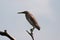 Indian Pond Heron perching on a branch in Sri Lanka