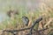 Indian Pond Heron seen near  Jamnagar,Gujarat,India