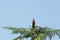 An Indian pond heron in the top of tree.