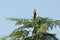 An Indian pond heron in the tree