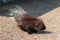 Indian porcupine, Hystrix indica. Photo of a porcupine in its natural environment