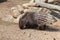 Indian porcupine, Hystrix indica. Photo of a porcupine in its natural environment