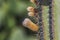 Indian prickly pear fruits. Family of cactus