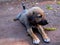 Indian puppy Dog chilling in the garden with other puppies