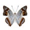 Indian purple emperor, underwing part with beautiful shade of pale blue white ornage and black spots isolated on