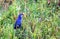 Indian Purple Moorhen in green grass