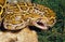 Indian Python, python molurus, Adult with Open Mouth
