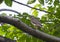 Indian Raptor Shikra Perching under the Shady in the forest of Central india