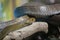 Indian Rat Snake Closeup Macro Shot Side Profile