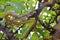 Indian rat snake, dhaman , Ptyas mucosa on fig tree, Pune, Maharashtra.