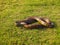 Indian Rat Snake, Ptyas Mucosa. Bhimashankar Wildlife Sanctuary, Maharashtra, India