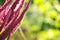 Indian red amaranth plant growing in summer garden. Leaf vegetable, cereal and ornamental plant, source of proteins and amino