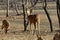 Indian Red Deer foraging among the trees in the early morning sun in Ranthambore