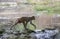 Indian Red-faced Monkey or Rhesus Macaque crossing a river