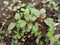 Indian red and green edible Amaranth vegetable Grown in the field