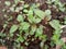 Indian red and green edible Amaranth vegetable Grown in the field