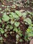 Indian red and green edible Amaranth vegetable Grown in the field