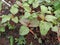 Indian red and green edible Amaranth vegetable Grown in the field