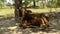 Indian reddish brown calf in open garden , napping