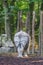 Indian rhino from behind showing view on his and tail in a forest landscape