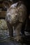 Indian rhino calf just few days old in captivity