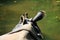 Indian Rhinoceros from above closeup