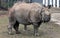 Indian rhinoceros or greater one-horned rhinoceros