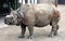 Indian rhinoceros or greater one-horned rhinoceros