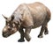 Indian rhinoceros or greater one-horned rhinoceros on white background