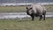 Indian rhinoceros in Kaziranga national park, India