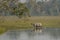 Indian Rhinoceros near Waterhole at kazhiranga National park, Assam