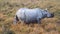 Indian rhinoceros Rhinoceros unicornis
