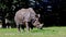 The Indian Rhinoceros, Rhinoceros unicornis