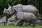 Indian rhinoceros Rhinoceros unicornis.