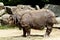 The Indian Rhinoceros, Rhinoceros unicornis aka Greater One-horned Rhinoceros