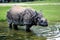 The Indian Rhinoceros, Rhinoceros unicornis aka Greater One-horned Rhinoceros