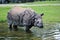 The Indian Rhinoceros, Rhinoceros unicornis aka Greater One-horned Rhinoceros