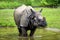 The Indian Rhinoceros, Rhinoceros unicornis aka Greater One-horned Rhinoceros