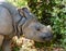 The Indian Rhinoceros, Rhinoceros unicornis aka Greater One-horned Rhinoceros