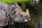 The Indian Rhinoceros, Rhinoceros unicornis aka Greater One-horned Rhinoceros