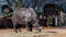 The Indian Rhinoceros, Rhinoceros unicornis aka Greater One-horned Rhinoceros