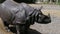 The Indian Rhinoceros, Rhinoceros unicornis aka Greater One-horned Rhinoceros