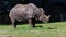 The Indian Rhinoceros, Rhinoceros unicornis aka Greater One-horned Rhinoceros